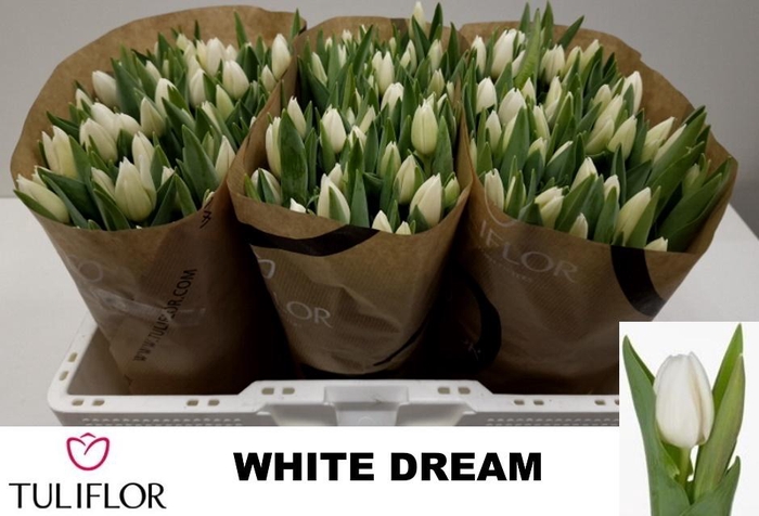 <h4>TU EN WHITE DREAM</h4>