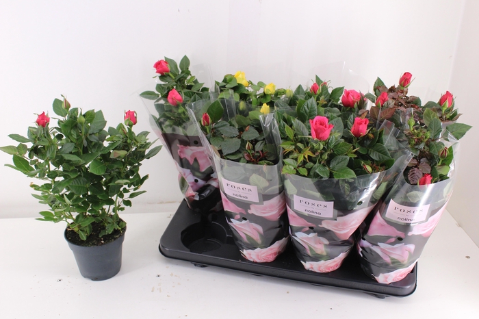 <h4>RO PATHIT GEM 3 SRT</h4>