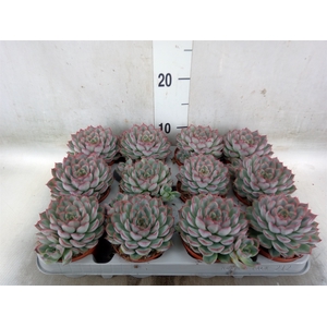 Echeveria  'Hercules'