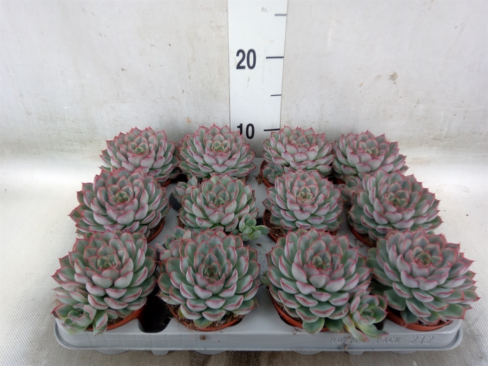 <h4>Echeveria  'Hercules'</h4>