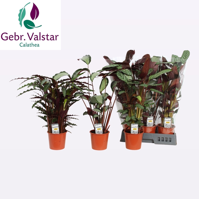 <h4>CALAT GEM 3 SRT</h4>