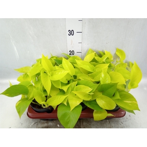 Epipremnum pinn. 'Golden Pothos'