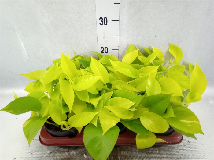 <h4>Epipremnum pinn. 'Golden Pothos'</h4>