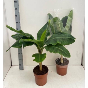 MUSA DWARF CAVENDISH