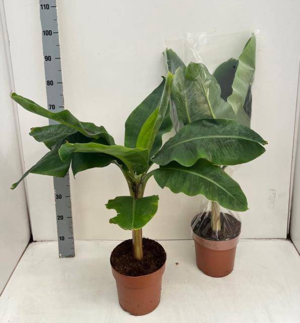 <h4>MUSA DWARF CAVENDISH</h4>