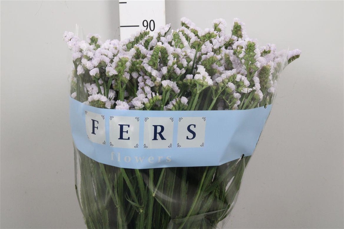 <h4>Lim S Silky Wings</h4>