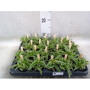 Chlorophytum com. 'Ocean'