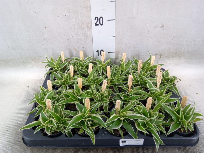 <h4>Chlorophytum com. 'Ocean'</h4>