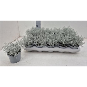 Leucoph Brownii