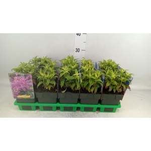 Monarda  'Balmy Lilac'