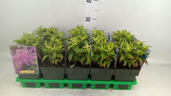 <h4>Monarda  'Balmy Lilac'</h4>