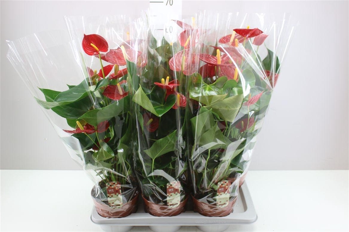 <h4>Anth An Tremendo</h4>