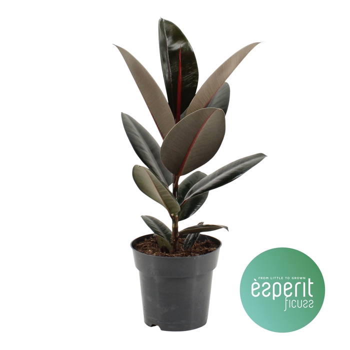 <h4>Ficus elastica 'Abidjan'</h4>