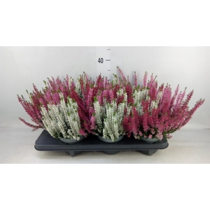 Calluna vulg. 'Beauty L Ametie'