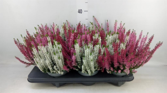 <h4>Calluna vulg. 'Beauty L Ametie'</h4>