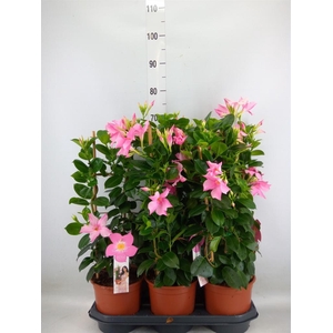 Mandevilla sand. 'SumStar Pink Mag'