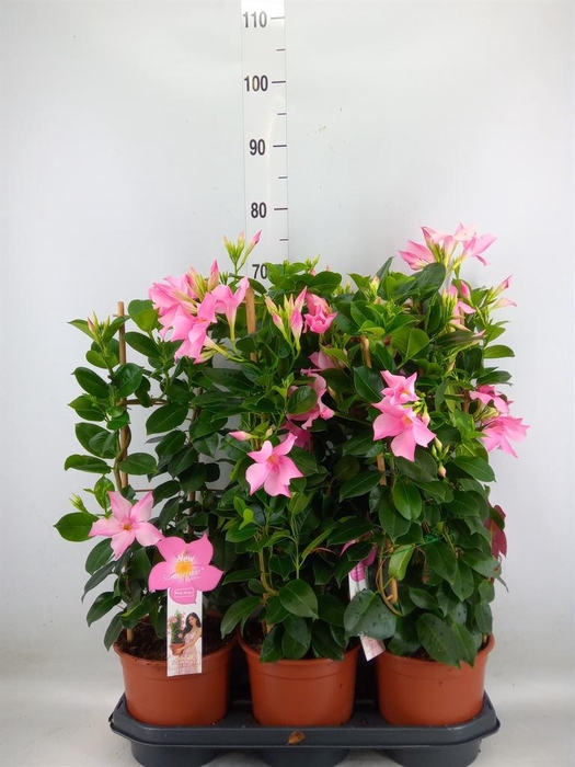 <h4>Mandevilla sand. 'SumStar Pink Mag'</h4>