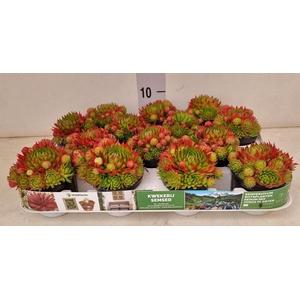 Sempervivum   ...