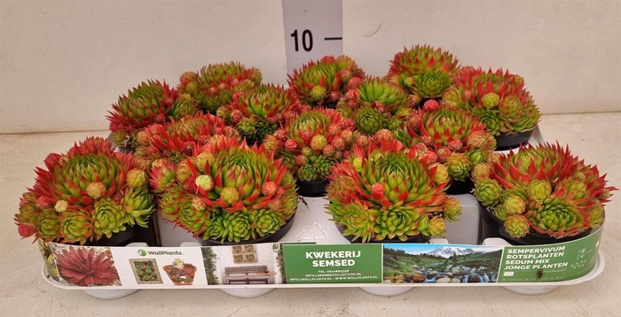 <h4>Sempervivum   ...</h4>