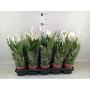 Spathiphyllum  'Bellini'