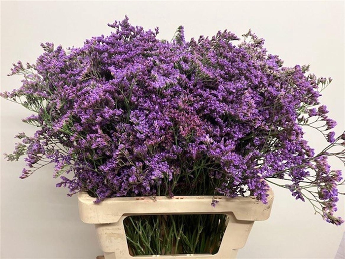 <h4>LIM MAINE BLUE</h4>