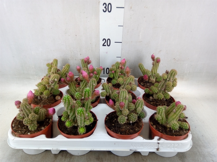 <h4>Chamaecereus  'Ubink Cerise'</h4>