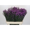 Aster Baby Pink