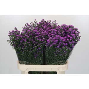 Aster Baby Pink