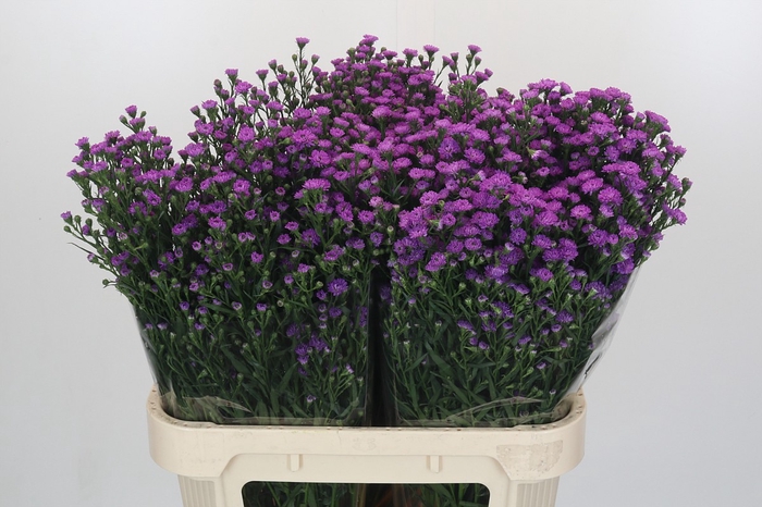 <h4>Aster Baby Pink</h4>