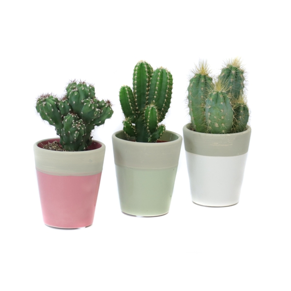 <h4>Cactus 5,5 cm in Bornholm keramiek</h4>