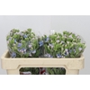 Oxypetalum Tweedia Blue
