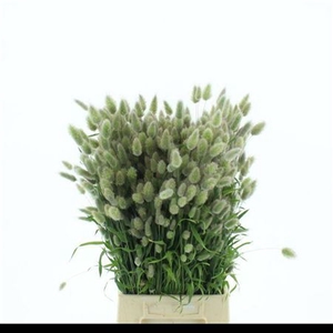 Lagurus Ovatus P Bos