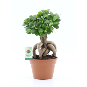 Ficus micr. Ginseng