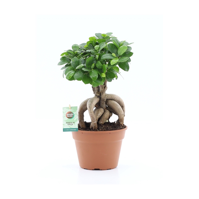 <h4>Ficus micr. Ginseng</h4>
