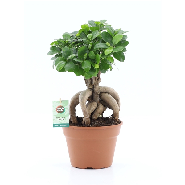 Ficus micr. Ginseng