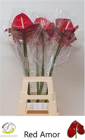 <h4>Anth A Red Amor</h4>