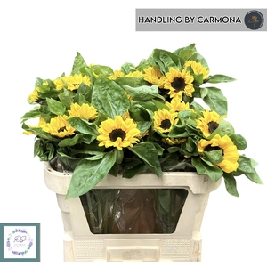 HELI VINCENTS CHOICE