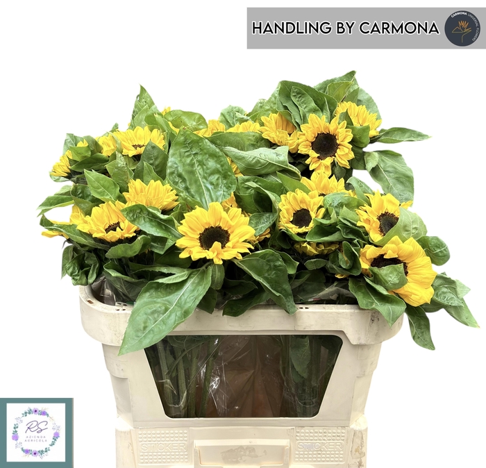 <h4>HELI VINCENTS CHOICE</h4>