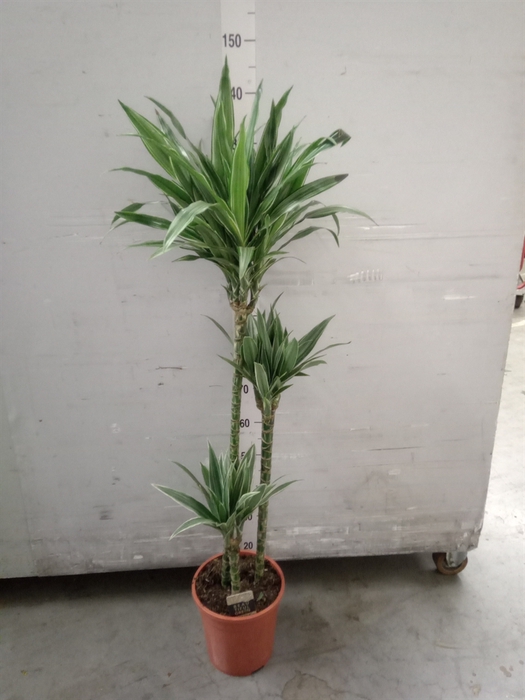 Dracaena fr de 'Warneckei'