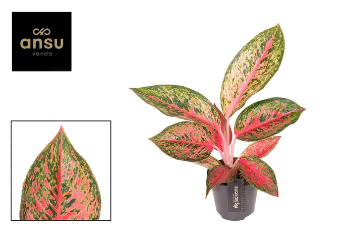<h4>Aglaonema Lychee Red</h4>