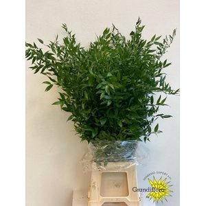 Ruscus Fine Long X4 Extra GF