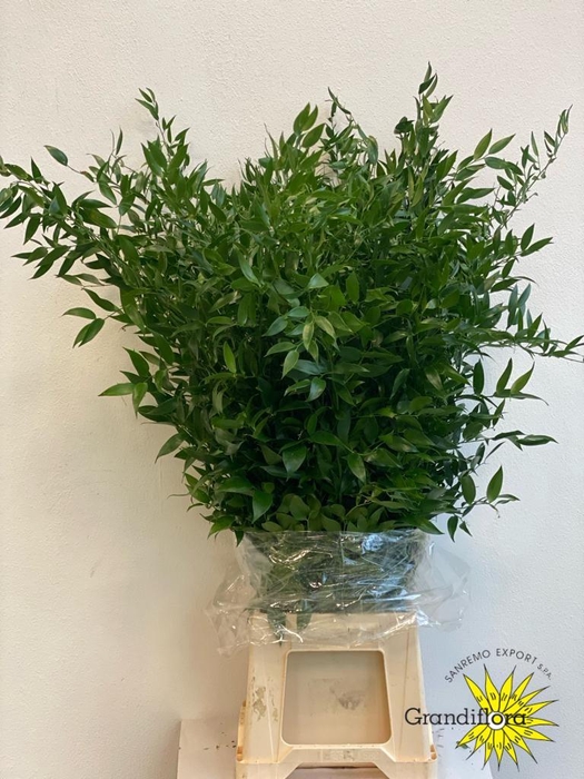 <h4>Ruscus Fine Long X4 Extra GF</h4>