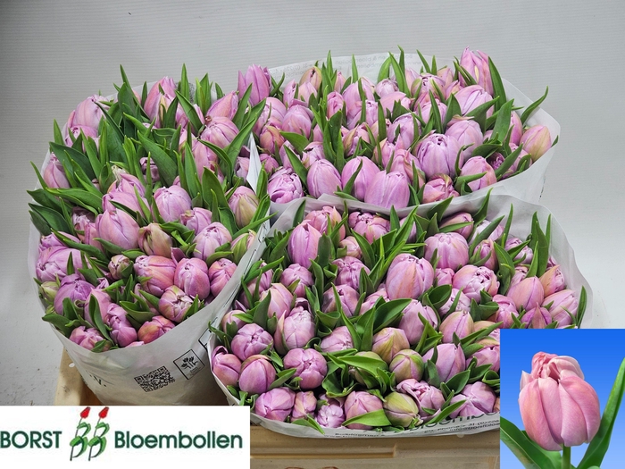 <h4>TU DU KATINKA</h4>