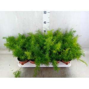 Asparagus dens. 'Sprengeri'