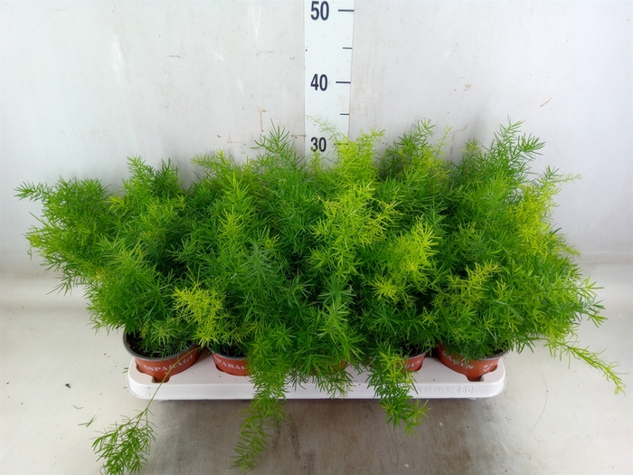 <h4>Asparagus dens. 'Sprengeri'</h4>