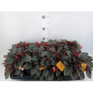 Peperomia caperata 'Santorini'