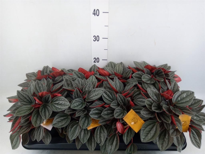 Peperomia caperata 'Santorini'