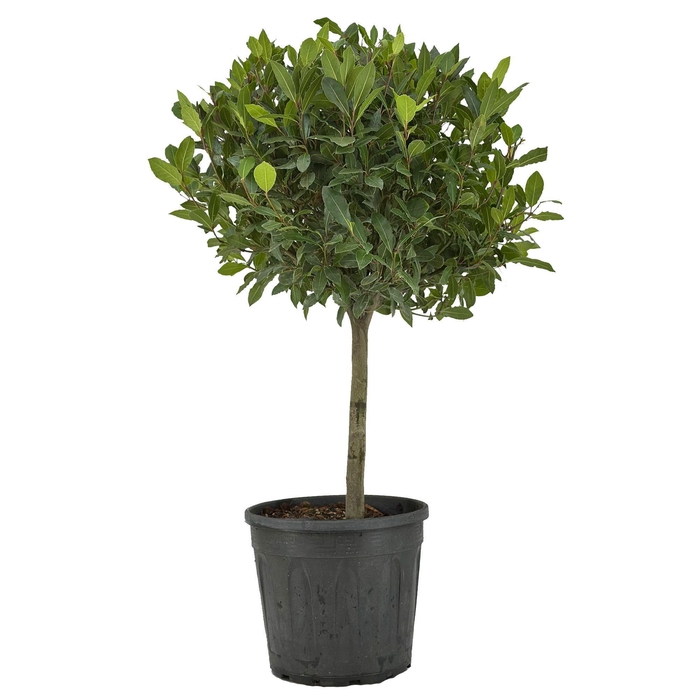 <h4>Laurus nobilis Bol op stam</h4>