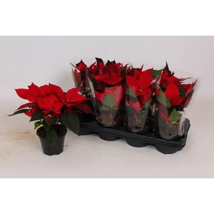 EUPHOR POINSETTIA RED P12