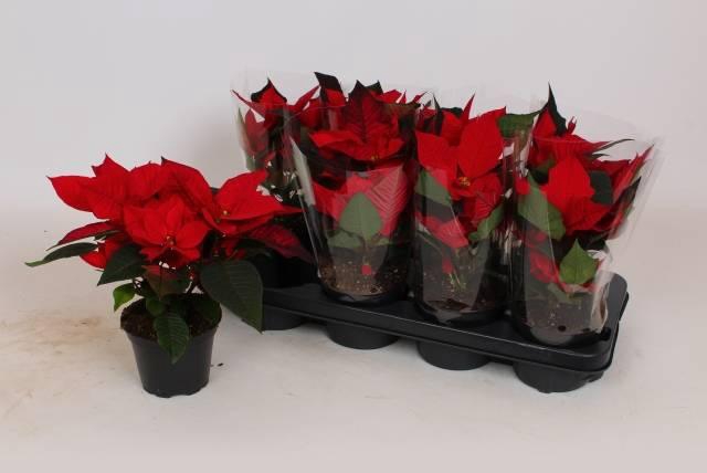 <h4>EUPHOR POINSETTIA RED P12</h4>